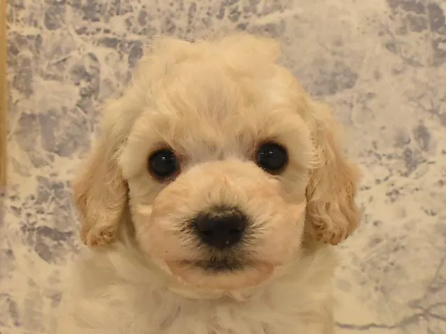 熊本県のトイプードル(トイ) (ペッツワン熊本宇土店/2025年3月23日生まれ/女の子/クリーム)の子犬